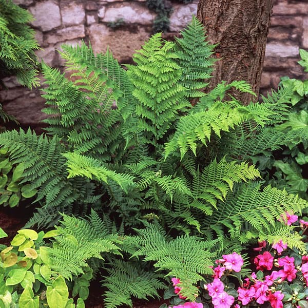 Spring Hill Nurseries Lady Fern (Athyrium) Green Foliage Perennial Live Bareroot Plant (3-Pack)