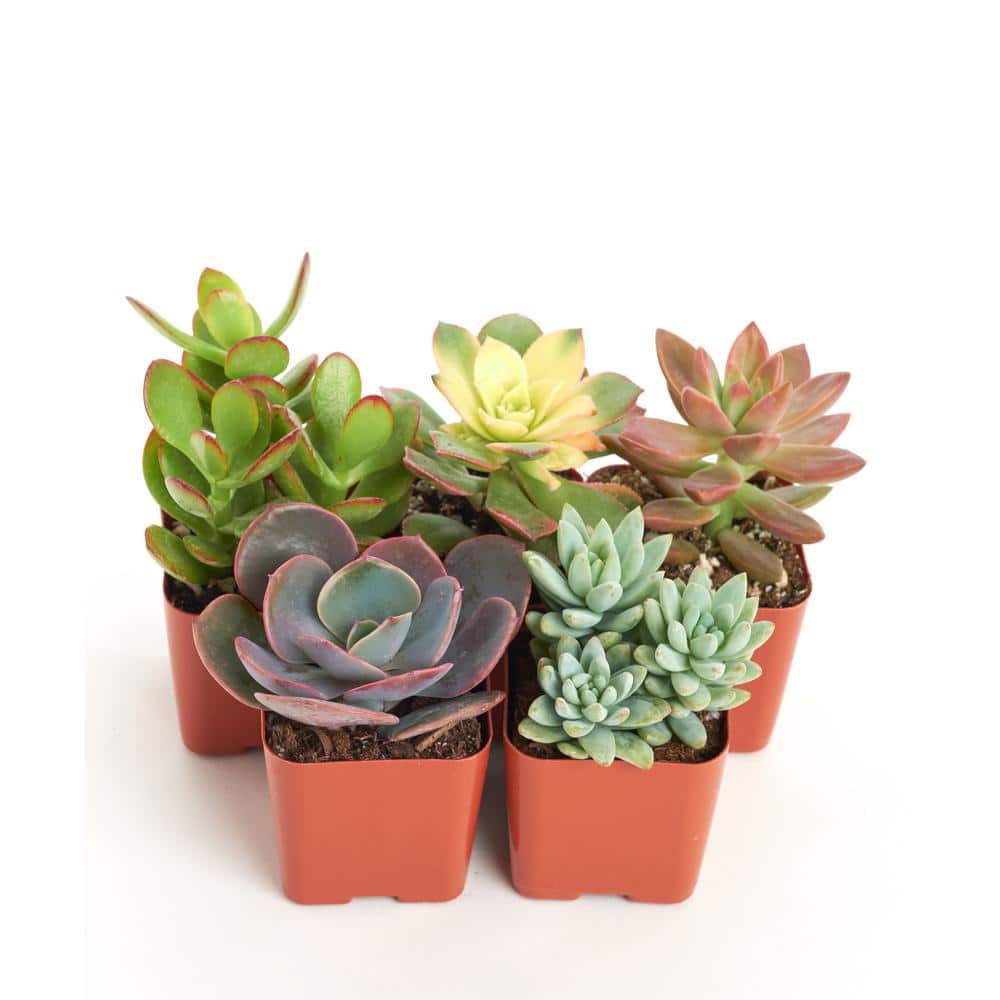 SMART PLANET 2IN Easy Care Live Succulent (6-Pack) 0881173 - The Home Depot