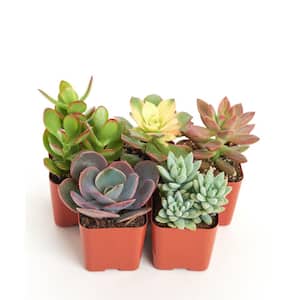 Unique Mix Live Succulents in Soil Hand Selected Variety (5-Pack)