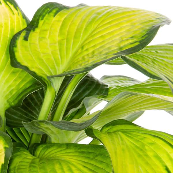 2.5 Qt. Paul's Glory Variegated Hosta Plant