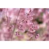 Double-Blossom Pink Weeping Cherry Tree Bare Root
