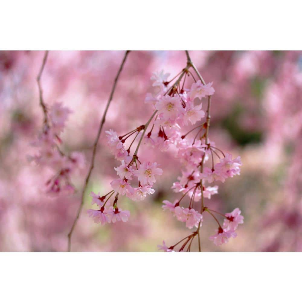 Online Orchards Double-Blossom Pink Weeping Cherry Tree Bare