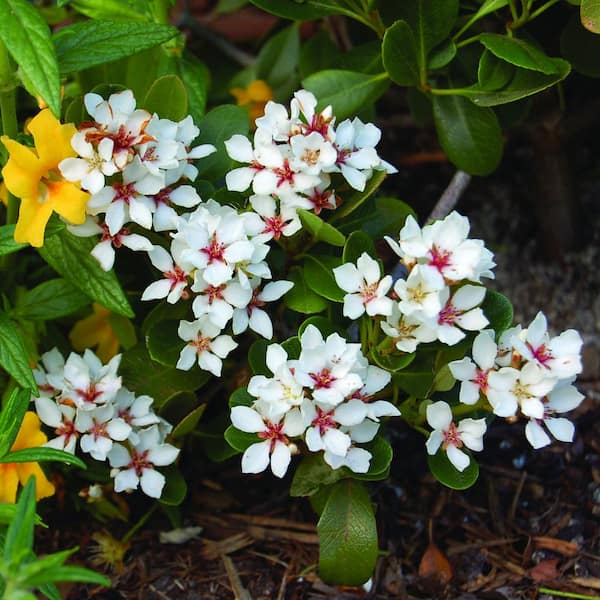2.25 gal. Rhaphiolepis Oriental Pearl Shrub with White Flowers