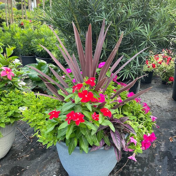OnlinePlantCenter 3 Gal. Red Sensation Grass Palm Cordyline With Burgundy  Foliage CORD8211G3 - The Home Depot