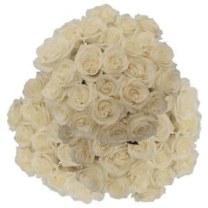 100 Stems of White Playa Blanca Roses Fresh Flower Delivery