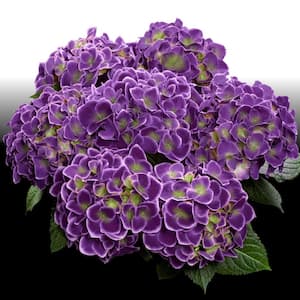 4 in. Violet Crown Hydrangea Shrub with Purple Flowers (4-Piece)