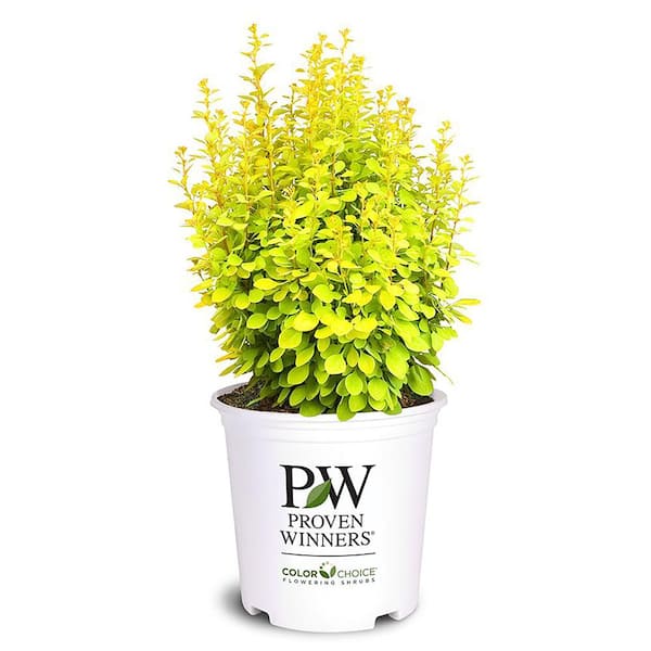 PROVEN WINNERS 2 Gal. Sunjoy Gold Pillar Barberry Shrub with Vivid Gold Foliage