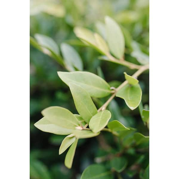 Green Jade Foliage - Potomac Floral Wholesale