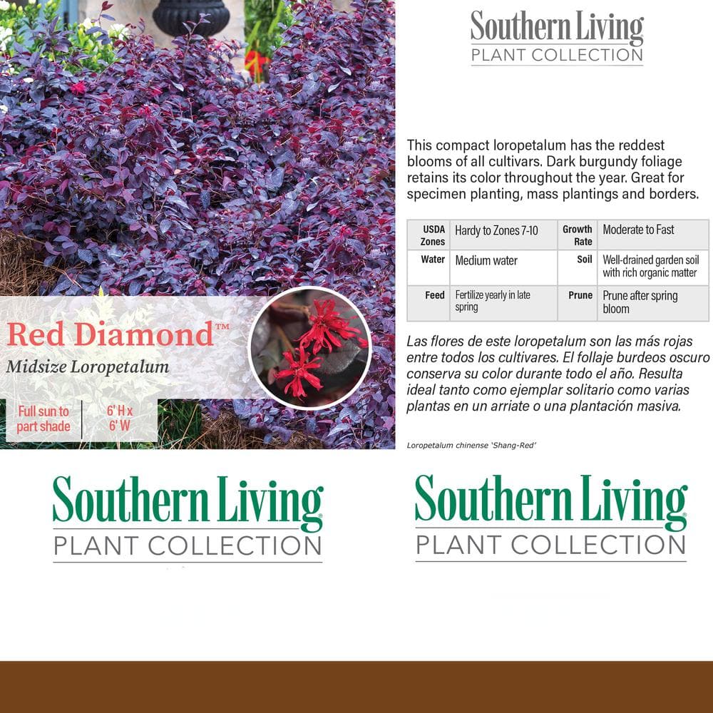 2 Gallon Red Diamond Loropetalum Evergreen Shrub