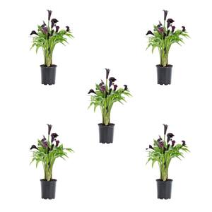 1.5 Pt. Purple Calla Lily Perennial Plant (5-Pack)