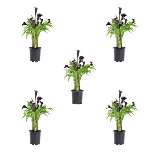 METROLINA GREENHOUSES 1.5 Pt. Purple Calla Lily Perennial Plant (5-Pack)