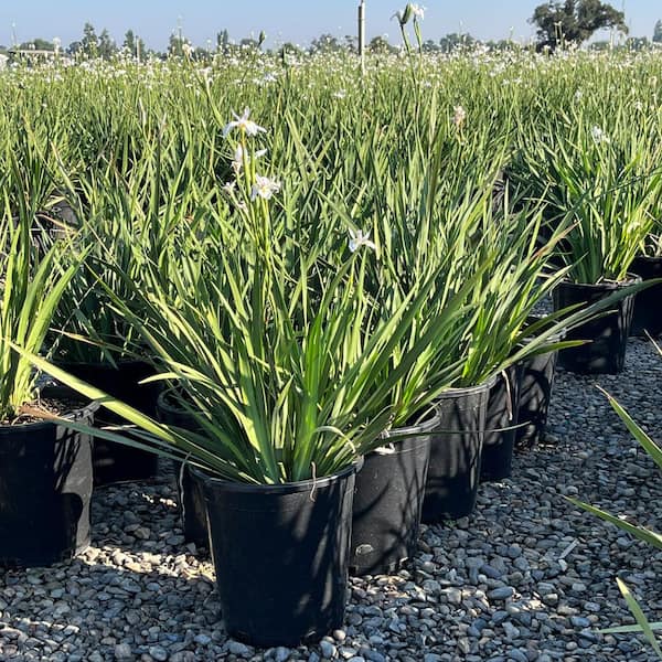 Alder & Oak #5 Container Dietes Iriodiodes Fortnight lily