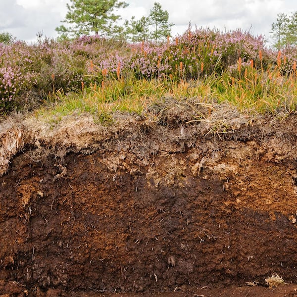 Peat moss use in gardening unsustainable, says soil expert