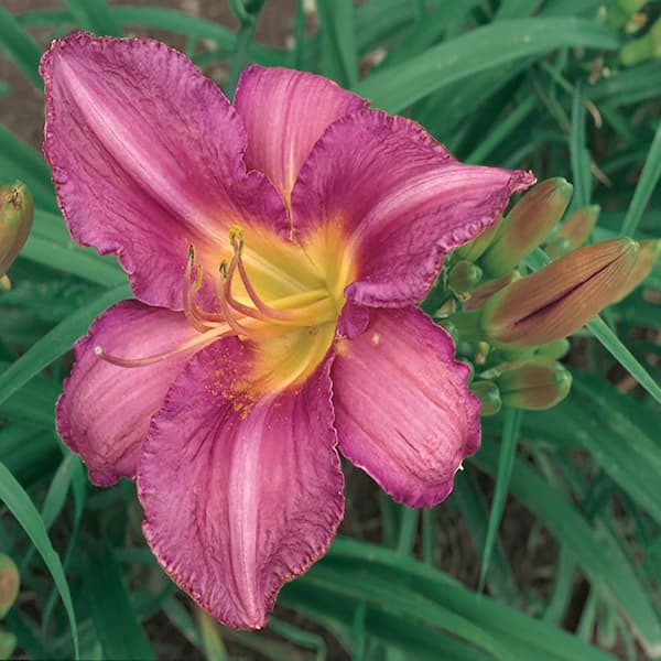 Unbranded #1 Mary Reed Burgundy and Purple Daylily Plant