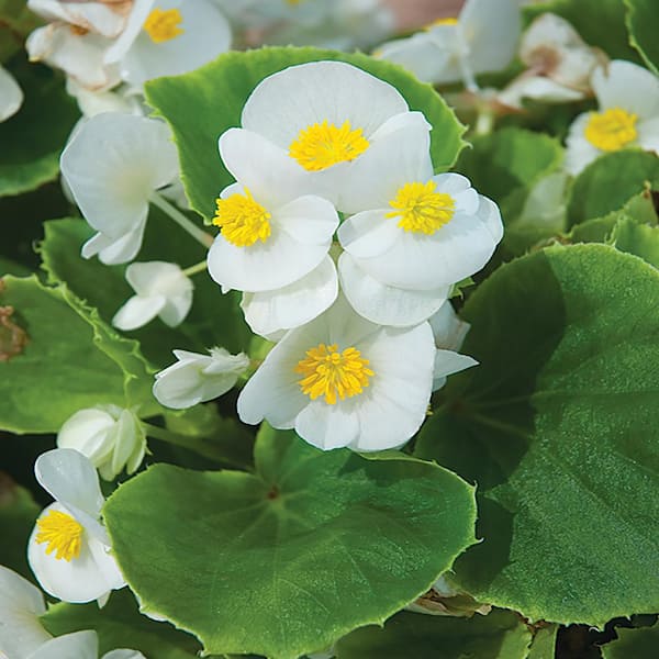 BELL NURSERY 11 In. Select Assorted Color Begonia Hanging Basket
