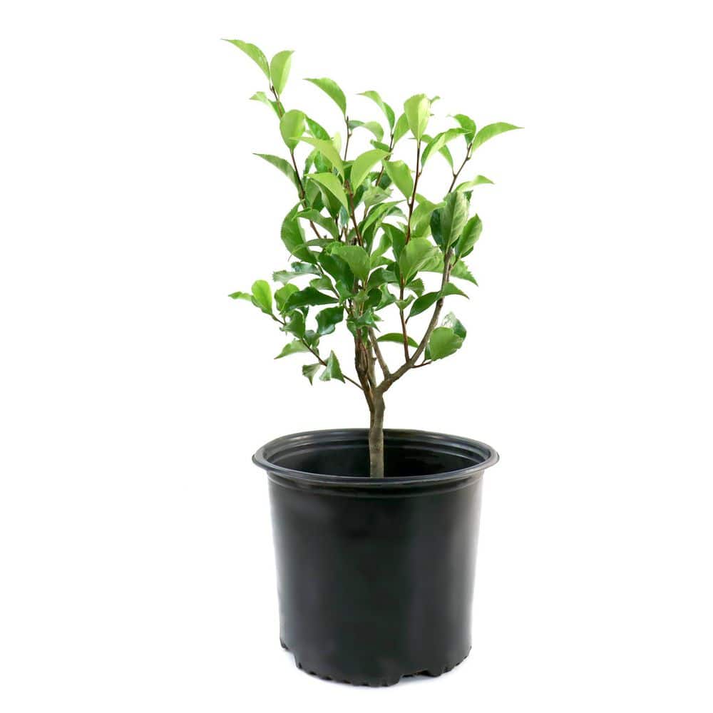 national PLANT NETWORK 3 gal. Camellia Black Magic Live Shrub