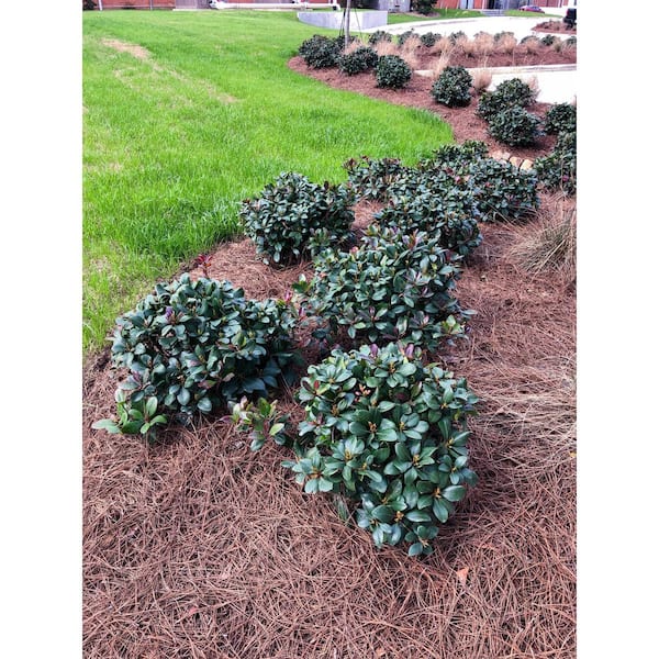 SOUTHERN LIVING 2 Gal. Clean Sweep Snowbank Indian Hawthorn - Live