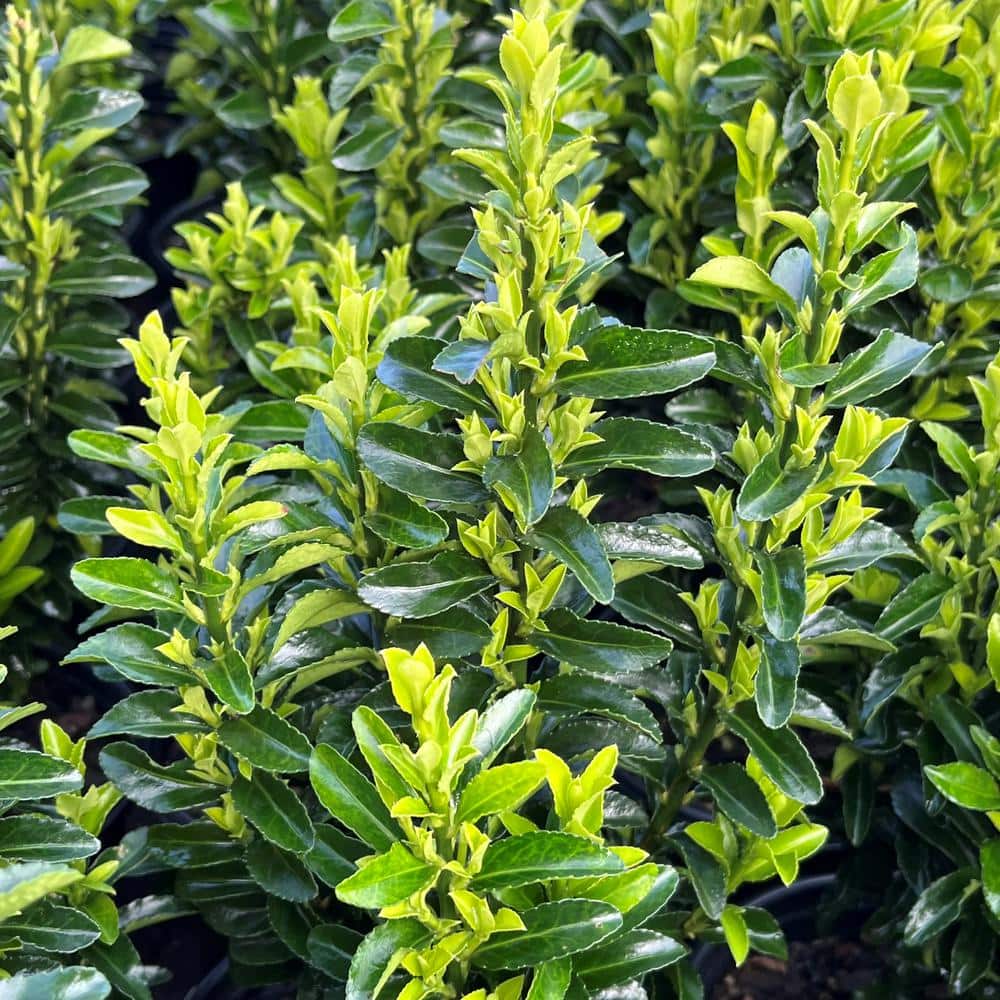 Alder & Oak 1 container Green Spire Euonymus Shrubs (4Pack) EUGR01