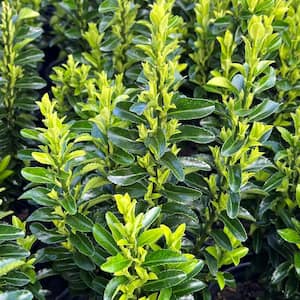 #1 container Green Spire Euonymus Shrubs (4-Pack)