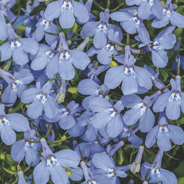 Proven Winners 4.25 in. Eco+ Grande Laguna Royale Azure Lobelia