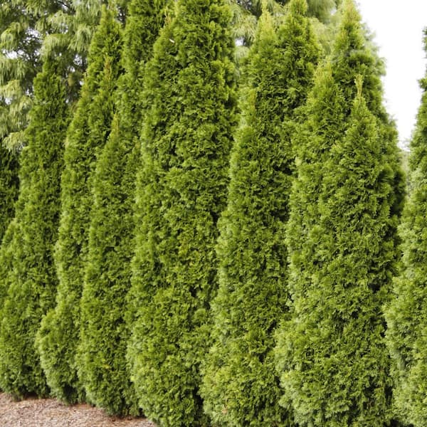 Spring Hill Nurseries 2 ft. to 3 ft. Tall Emerald Green Arborvitae (Thuja) Hedge Starter Kit, Live Evergreen Bareroot Shrubs (2-Pack)