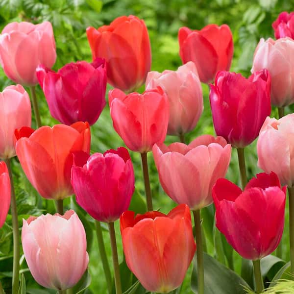 Tulips Van Eijk Mix (Set of 25) Bulbs