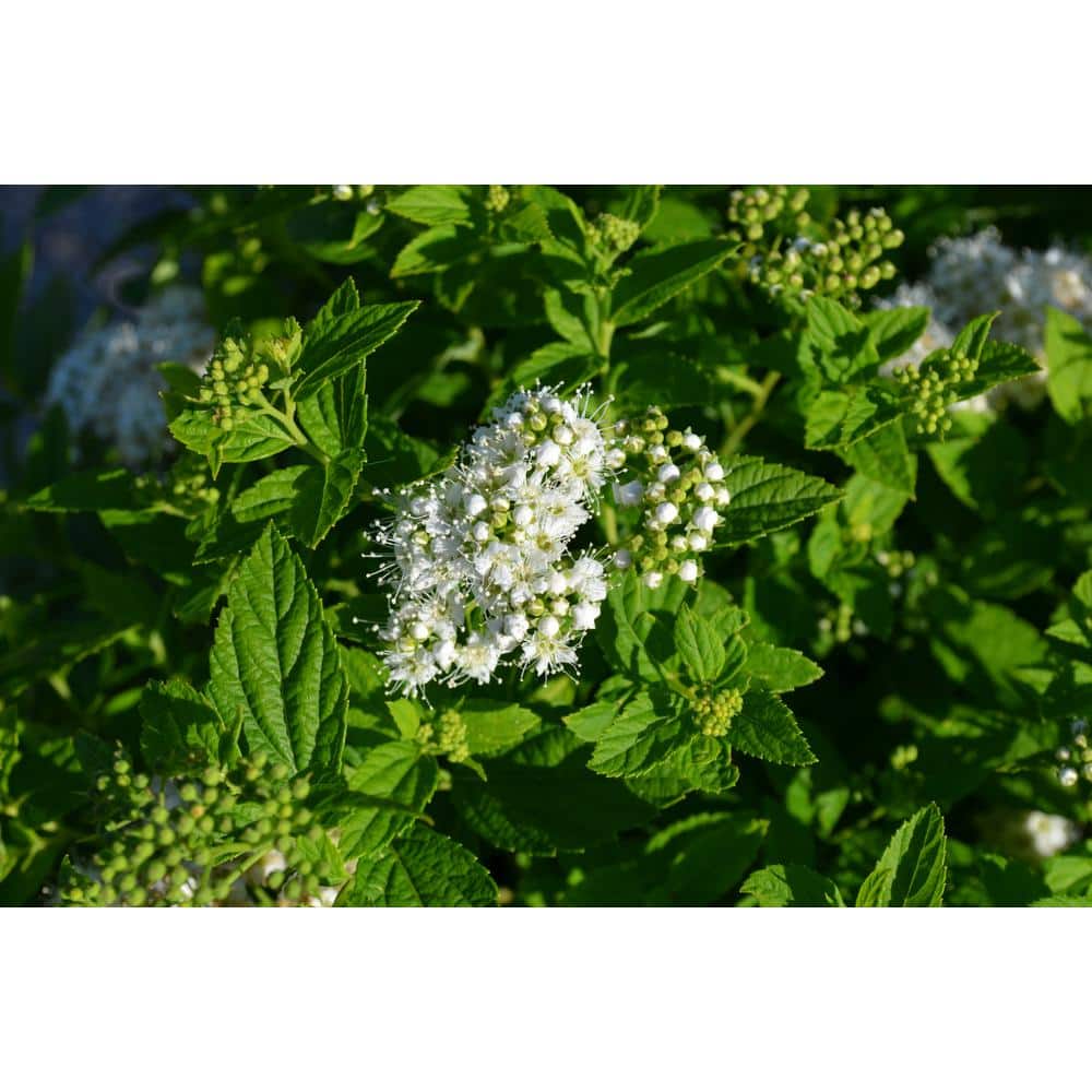 2 Gal. Sprinkle of Sugar Spirea (Spiraea) Live Shrub with White Flowers price history on PriceWatchPro
