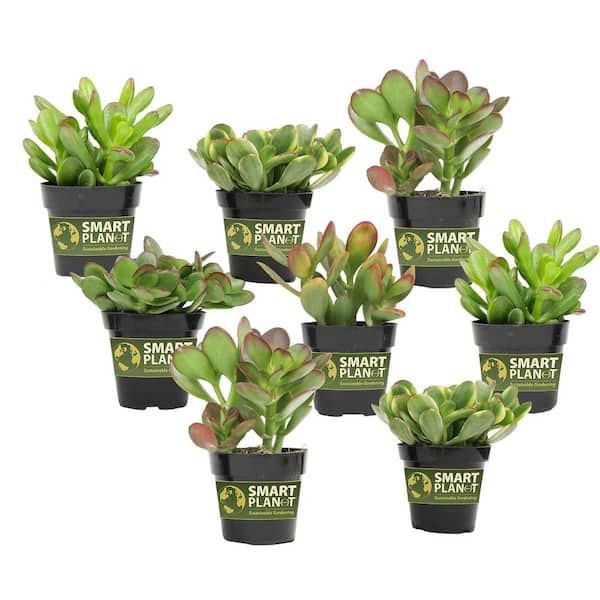 Classic Jade Succulent (Crassula) Houseplant in 2.5 in. Grower Pots (8-Pack)