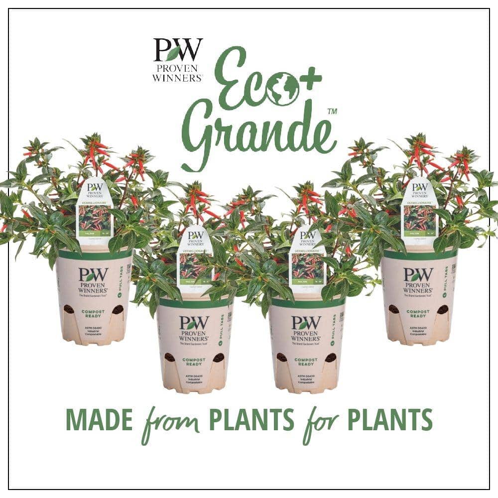 PROVEN WINNERS 4.25 in. Eco+Grande Vermillionaire Large