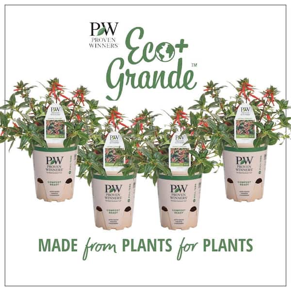 PROVEN WINNERS 4.25 in. Eco+Grande Vermillionaire Large