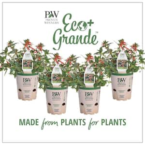 4.25 in. Eco+Grande Vermillionaire Large Firecracker Plant (Cuphea) Live Plant, Orange Flowers (4-Pack)