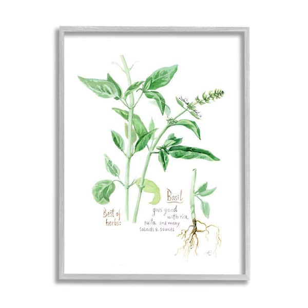 Stupell Industries Basil Plant Herbs Watercolor Garden Green by Verbrugge Watercolor Framed Print Nature Texturized Art 16 in. x 20 in.