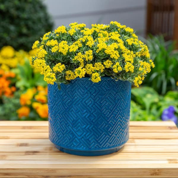 2 qt. Alyssum Sweet Alyssum Golden Spring Yellow Perennial Plant (3-Pack)