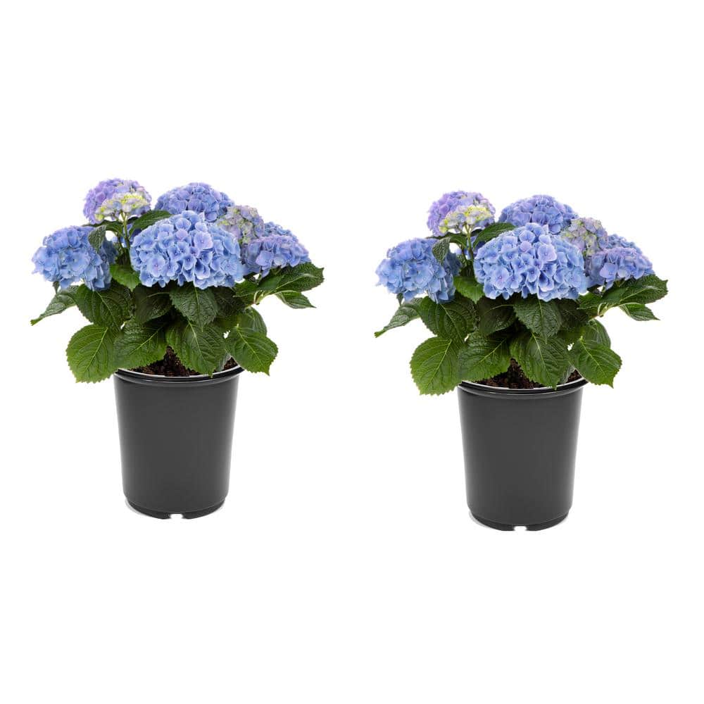 2.5 qt. Hydrangea macrophylla Hi River Blue Perennial Plant with Blue Flowe