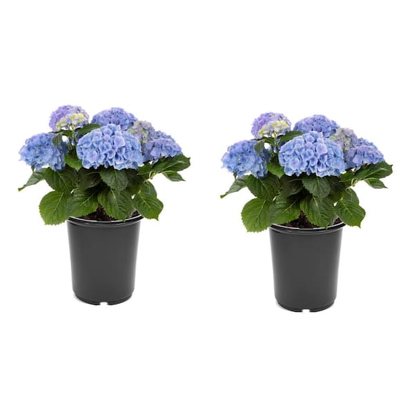 Unbranded 2.5 qt. Hydrangea macrophylla Hi River Blue Perennial Plant with Blue Flowers - 2-Pack