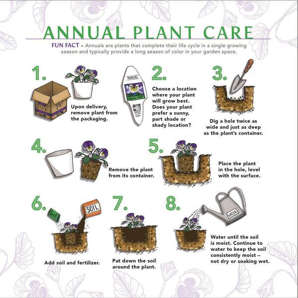 BELL NURSERY 6 in. Mum Yellow Live Annual Plant (2-Pack 