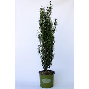2 Gal. Jade Lance Japanese Holly (Ilex), Live Plant, Upright Growth Habit, Glossy Foliage, Burgundy New Growth