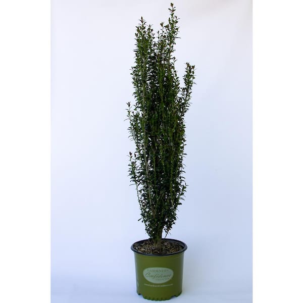 Vigoro 2 Gal. Jade Lance Japanese Holly (Ilex), Live Plant, Upright Growth Habit, Glossy Foliage, Burgundy New Growth