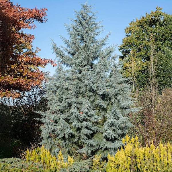 7 Gal. Cypress Carolina Sapphire Arizona Evergreen Tree