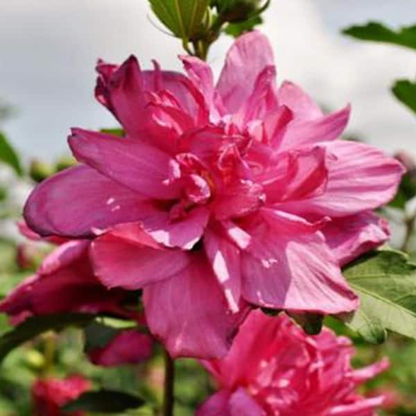 Buy Lady Stanley Althea Double Pink Plants & Trees Online