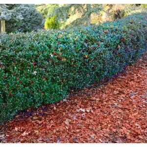 are blue holly bushes safe for dogs