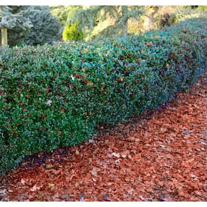 1 Gal. Blue Princess Holly Shrub With Bright Red Berries All Winter Long