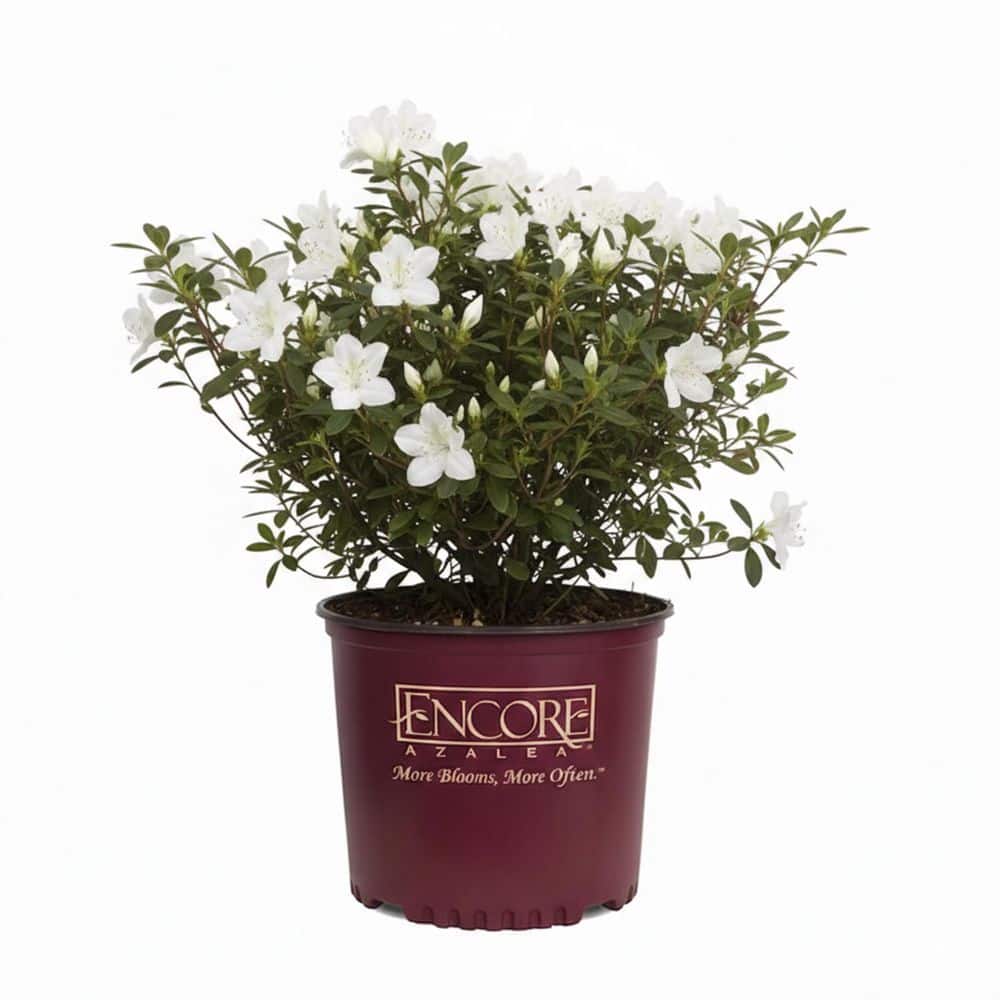 shrubs-bushes-azaemo03g-
