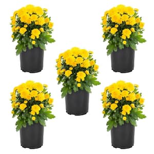 1.5 PT. Yellow Mum Chrysanthemum Perennial Plant (5-Pack)