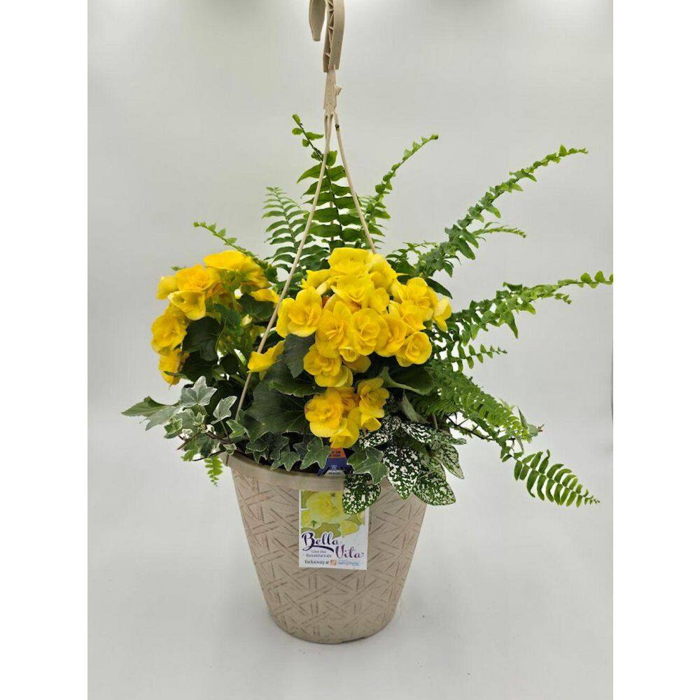 10 in. Begonia Hanging Basket Lemon Sorbet Easy-Care Annual Plant Combo with Yellow Flowers and Mixed Foliage (1-Pack) price history on PriceWatchPro
