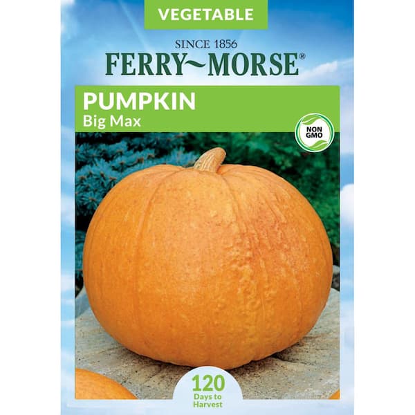 Ferry-Morse Pumpkin Big Max Fruit Seed
