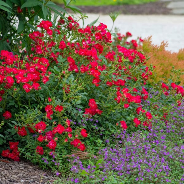 完売‼️ ALL ROSES LIVING PROOF Dash  74b6c8b6-c0a3-42bf-99d9-