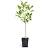 Brighter Blooms 1 Qt. Nagami Kumquat Tree KUM-NAG-12-1QT - The Home Depot