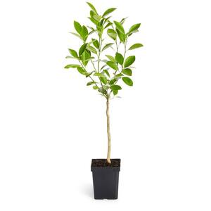 1 Qt. Nagami Kumquat Tree