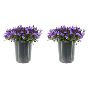 2.5 qt. Campanula Portenschlagiana Catharina Perennial Plant with Purple Flowers (2-Pack)